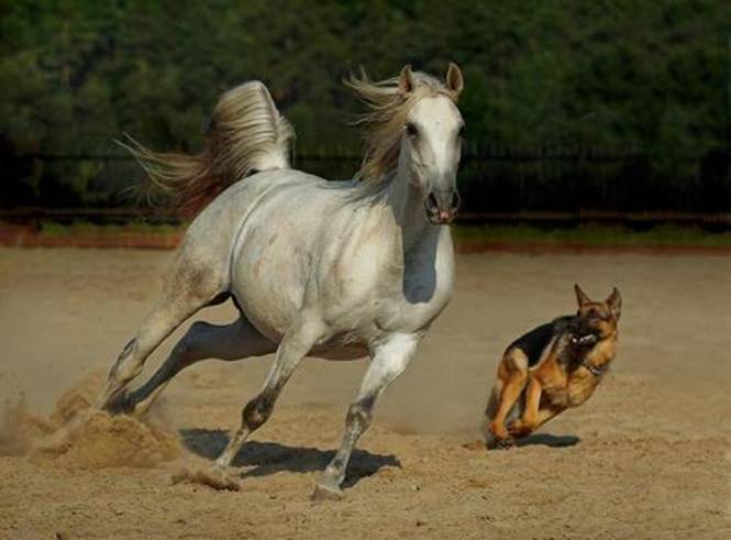 صور لخيول عربية اصيلة