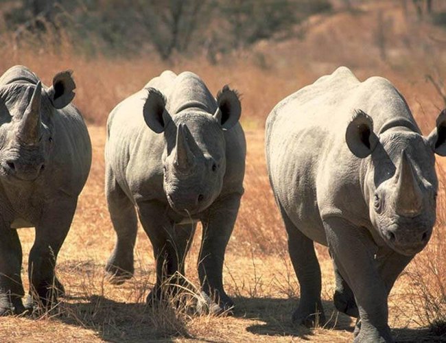 صورة وحيد القرن