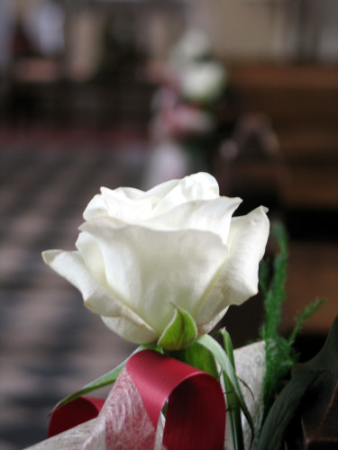 صورة وردة بيضاء مميزة