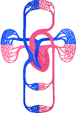 الدورة الدموية الكبرى Doc