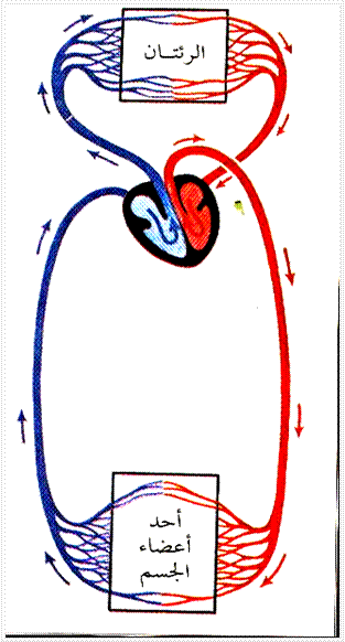 ماذا تعرف عن الدورة الدموية Blood Circulation الكاتب Maaich1983 السلام عليكم ورحمة الله تعالى وبركاته الدورة الدموية Blood Circulation يسيطر الدماغ والمراكز العصبية في جسم الإنسان على الدورة الدموية حيث يتم ضخ الدم الأحمر المليء بالأكسوجين من القلب عبر