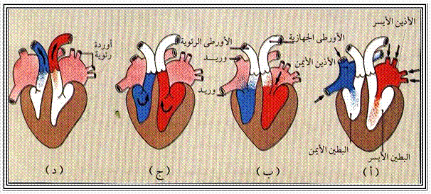 تحدث عملية تبادل الغذاء والاكسجين والفضلات في