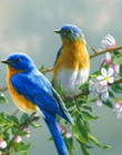 مؤثرات صوتية لأصوات الطيور والدواجن
