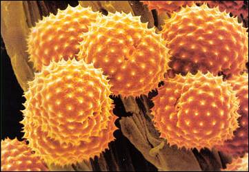 حبوب اللقاح - Pollen