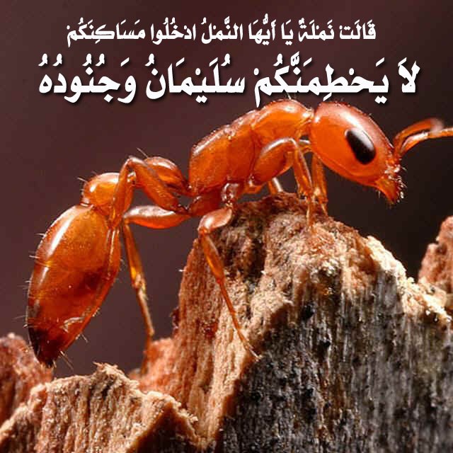 النمل يتحطم: معجزة قرآنية