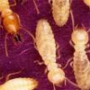 ديكورات النمل الأبيض