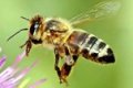 عقوبة النحلة السكرانة