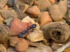 النمل يستخدم حاسة الشم لمعرفة طريقه