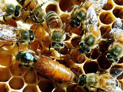  النحل في لبنان يواجه خطر الانقراض