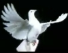معجزة الطيور  - التحليق الدقيق