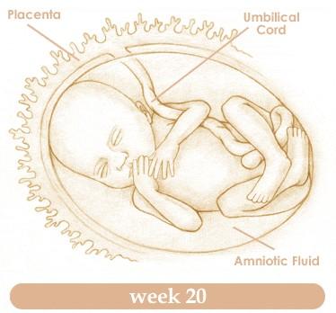 تطور الجنين وصحة الأم في 266 يومًا من الحمل 