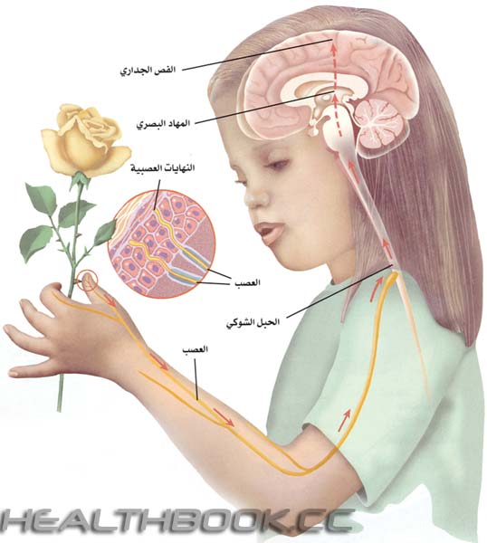 المعلومات العامة