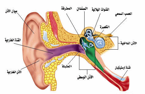 اسباب طنين الأذن وطرق العلاج