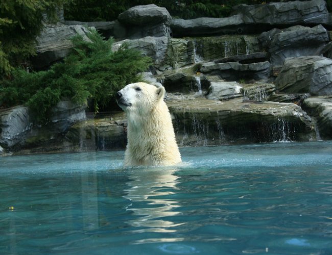 الدب الأبيض في الماء