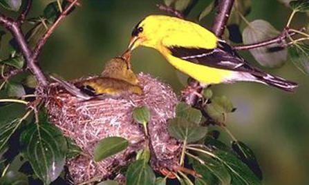 a bird feeding his son