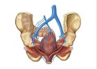 الحياة الزوجية بين الجنس والطب